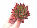 Echeveria Agavoides Ebony Hybrid 3” Rare Succulent Plant