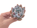 Echeveria 'Ivory' 1"-2" Powdery Succulent Plant