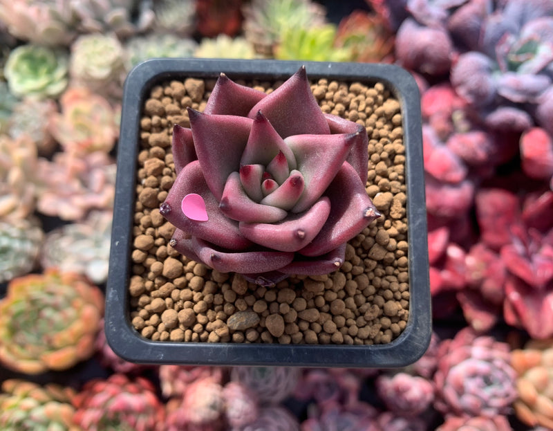 Echeveria Agavoides 'Red Ebony' 1"-2" Succulent Plant