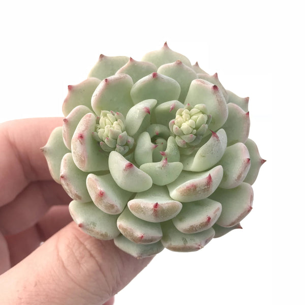 Echeveria ‘Wild Rose’ 1” Rare Succulent Plant