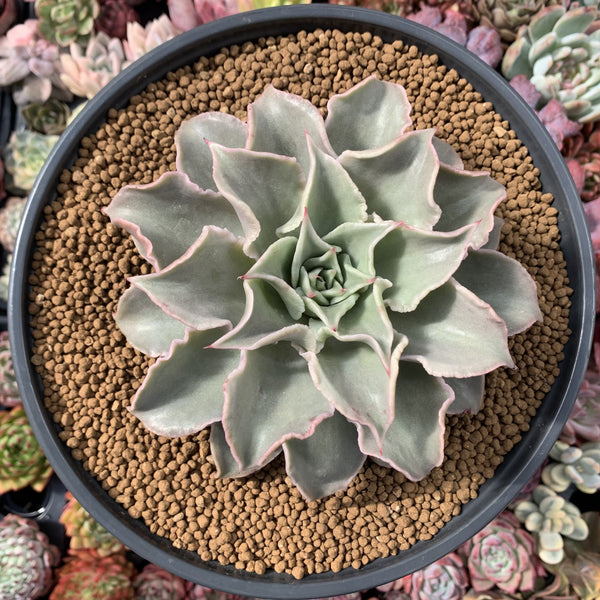 Echeveria 'Madiba' 6" Large Succulent Plant