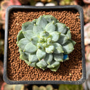 Pachyphytum sp. 1" Succulent Plant