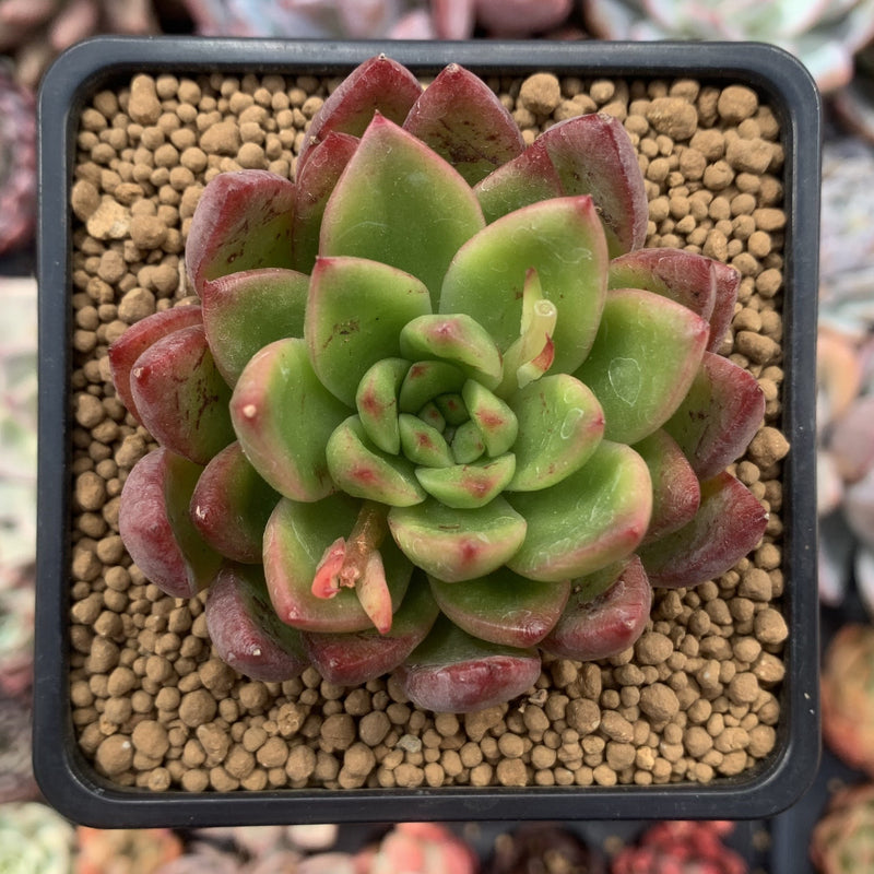 Echeveria Agavoides 'Ferrari' 2"-3" Succulent Plant