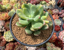 Pachyphytum 'Doctor Cornelius' Variegated 4" Large Succulent Plant