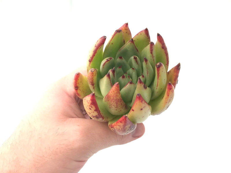 Echeveria Agavoides 'Mephisto' 4" Rare Succulent Plant