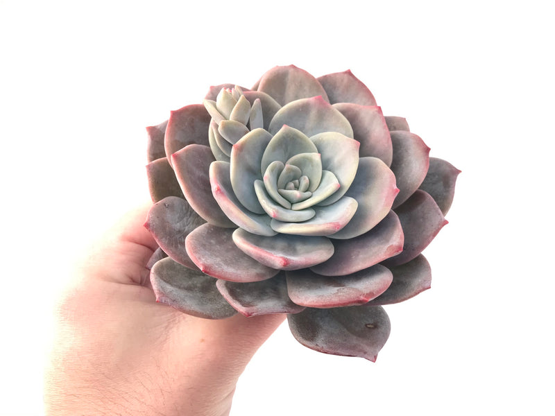 Echeveria 'Bianca' 5" Large Succulent Plant