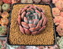 Echeveria 'Starmark' 4" Succulent Plant