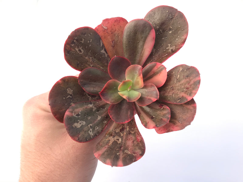 Echeveria 'Primadonna' Variegated 4" Succulent Plant