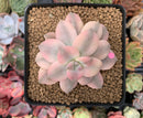 Quetzalcoatlia 'Pentandra Superba' Variegated 3" Succulent Plant (Formerly Graptopetalum 'Pentandrum Superbum' Variegated)