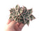 Echeveria 'Madiba' 3"-4" Succulent Plant