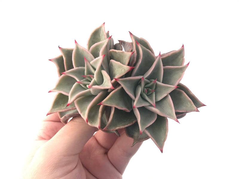 Echeveria 'Madiba' 3"-4" Succulent Plant