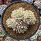 Echeveria 'Mebina' Variegated Cluster 5"-6" Succulent Plant