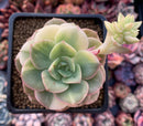 Echeveria 'Nicksana' Variegated 2" Succulent Plant