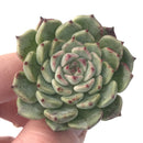 Echeveria 'Sarahime' 1" Small Succulent Plant