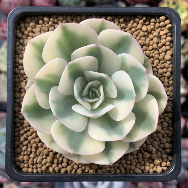 Echeveria 'Compton Carousel' 3" Succulent Plant