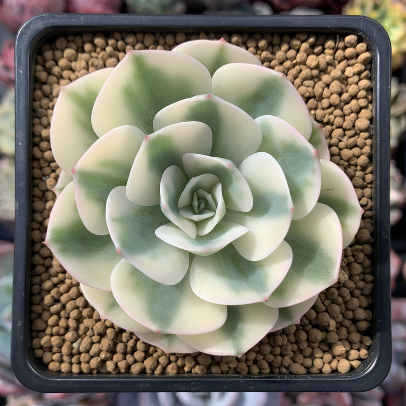 Echeveria 'Compton Carousel' 3" Succulent Plant