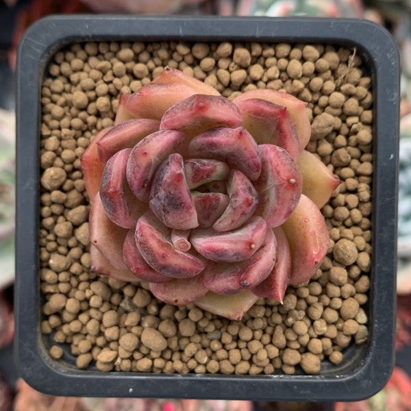 Echeveria Agavoides 'Queen Marie' 1" Succulent Plant