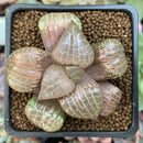 Haworthia Comptoniana 'Crystal' 2" Succulent Plant