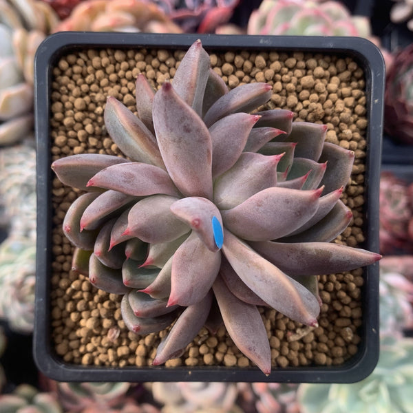 Echeveria Agavoides 'Magic Plot' 2" Succulent Plant