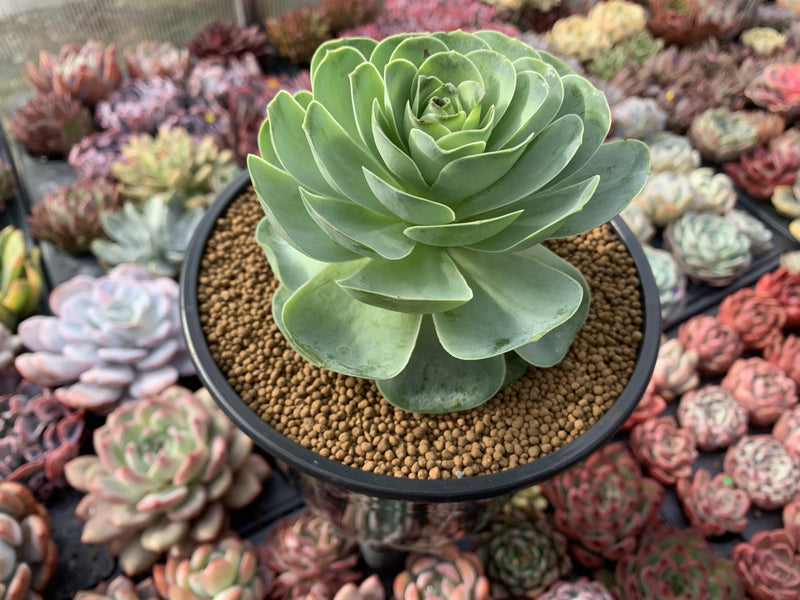 Greenovia Diplocycla 'Gigantea' 5"-6" Succulent Plant