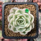 Echeveria 'Compton Carousel' Variegated 2" Small Succulent Plant