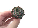 Echeveria Agavoides 'Red Bingo' New Hybrid 1"-2" Succulent Plant