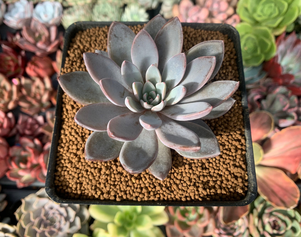 Echeveria 'Lulu' 2