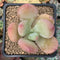 Pachyphytum 'Doctor Cornelius' 2" Succulent Plant