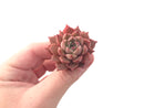 Echeveria 'Jelly Peach' Small 1" Succulent Plant