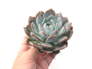 Echeveria 'Laui x lindsayana' Large 4"-5" Rare Succulent Plant