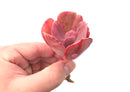 Echeveria ‘Dream and Phantasm’ 3” Rare Succulent Plant