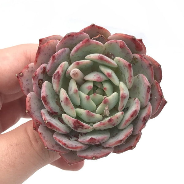 Echeveria ‘Amante’ 2" Succulent Plant