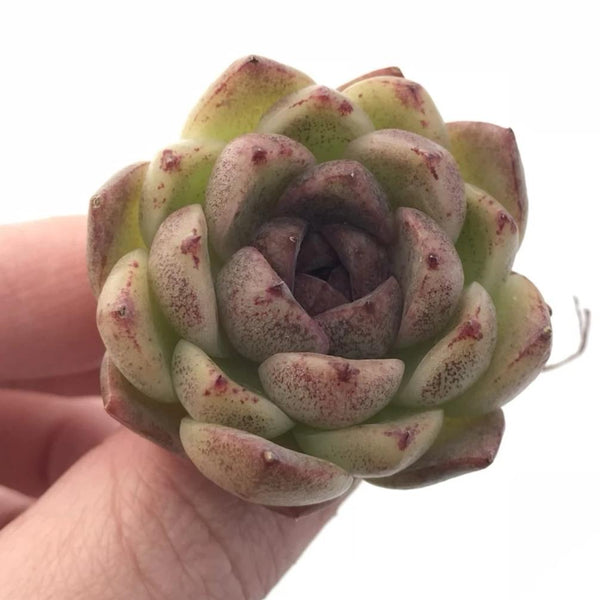 Echeveria Agavoides Black Queen Hybrid 2” Rare Succulent Plant