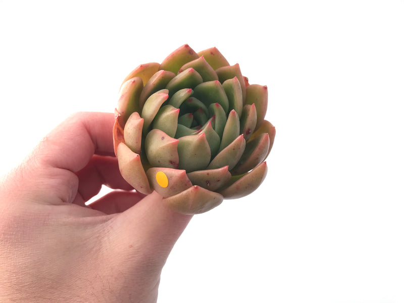 Echeveria Agavoides 'Chimera' 3” Succulent Plant