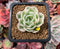 Echeveria 'Compton Carousel' Variegated 2" Small Succulent Plant