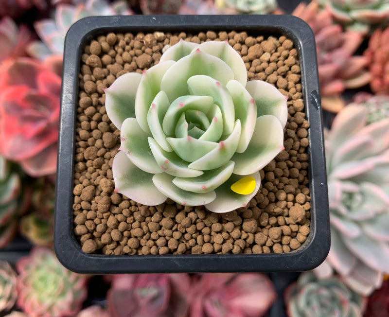 Echeveria 'Compton Carousel' Variegated 2" Small Succulent Plant