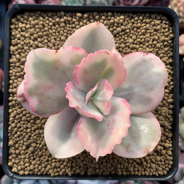 Echeveria 'Suyeon Frill' Variegated 3"-4" Succulent Plant