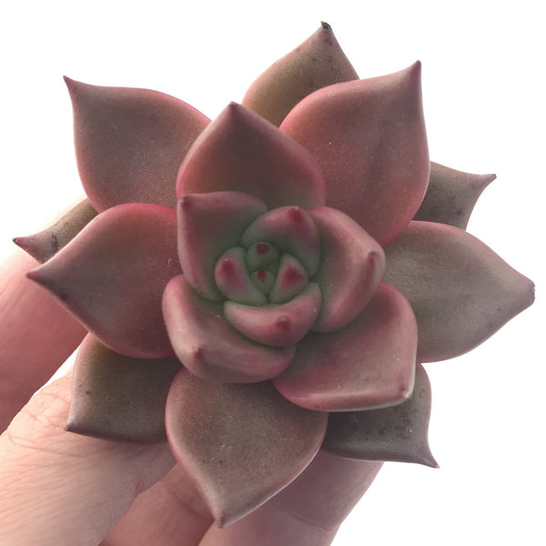 Echeveria Agavoides 'Red Ebony' 3" Succulent Plant