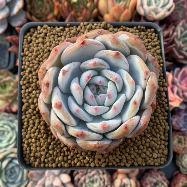 Echeveria 'Orange Monroe' 3" Powdery Succulent Plant