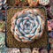 Echeveria 'Orange Monroe' 3" Powdery Succulent Plant