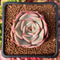 Echeveria 'Angelina' 1"-2" Succulent Plant