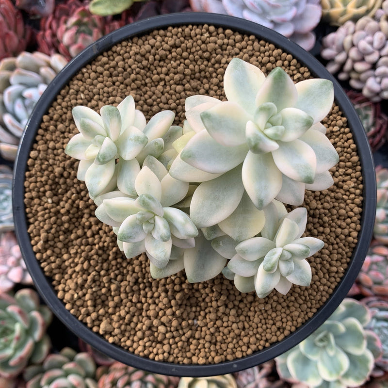 Graptoveria 'Titubans' Variegated 3"-4" Cluster Succulent Plant