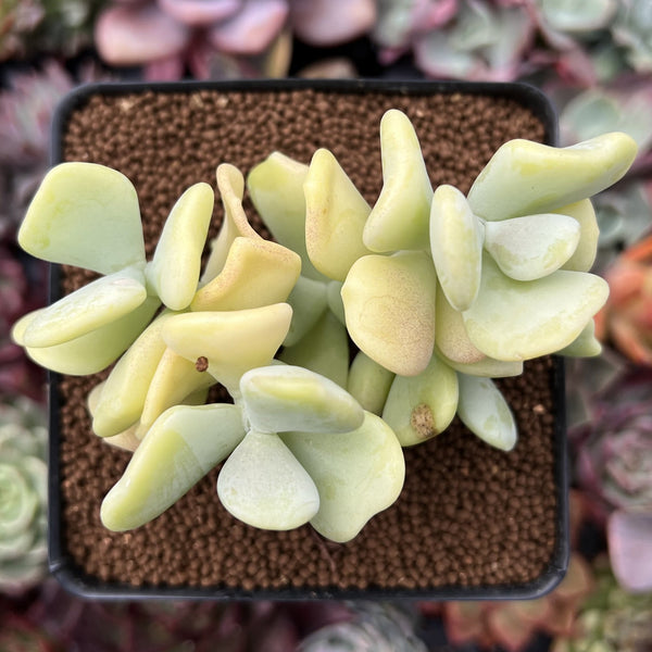 Sedum Allantoides 'Banana Beauty' 3" Cluster Succulent Plant