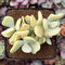 Sedum Allantoides 'Banana Beauty' 3" Cluster Succulent Plant