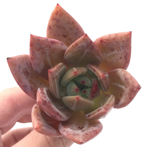 Echeveria Agavoides 'Baekya' 2"-3" Succulent Plant