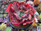 Echeveria 'Party Dress' 3" Succulent Plant