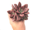 Graptoveria 'Ruby Donna' Cluster 3"-4" Succulent Plant