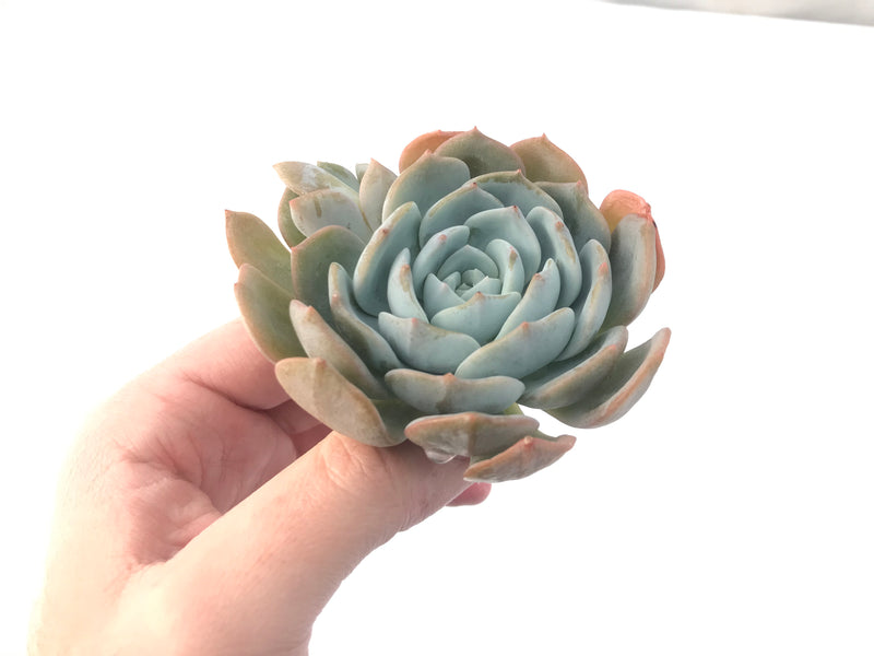 Echeveria 'White One'  3" Succulent Plant