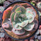 Echeveria 'Frill' sp. 4 Succulent Plant