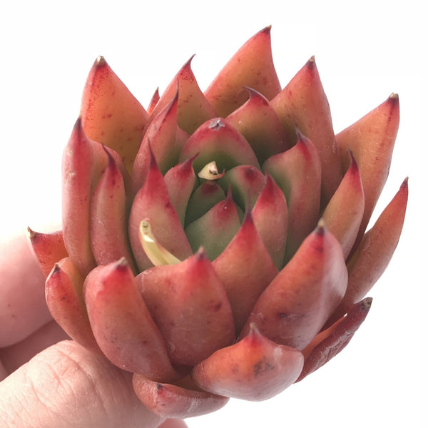 Echeveria Agavoides Maria 2” Rare Succulent Plant